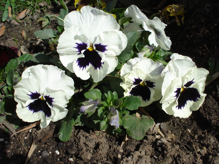 Swiss Giant White pansy, 01apr2010 - Swiss Giant White pansy