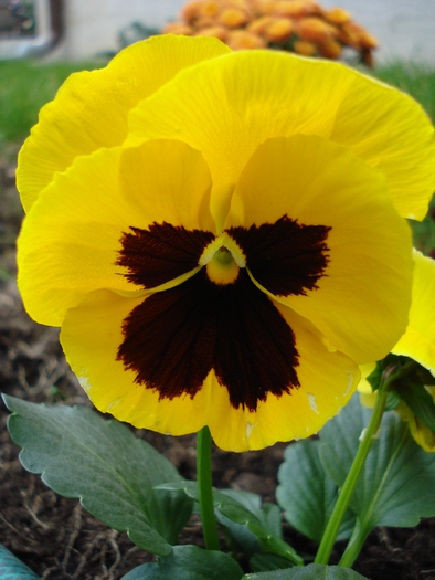 Swiss Giant Yellow Pansy (2009, Oct.25) - Swiss Giant Yellow Pansy