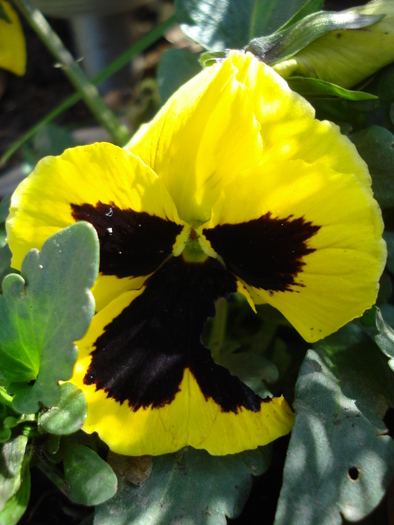 Swiss Giant Yellow Pansy (2010, Mar.30) - Swiss Giant Yellow Pansy