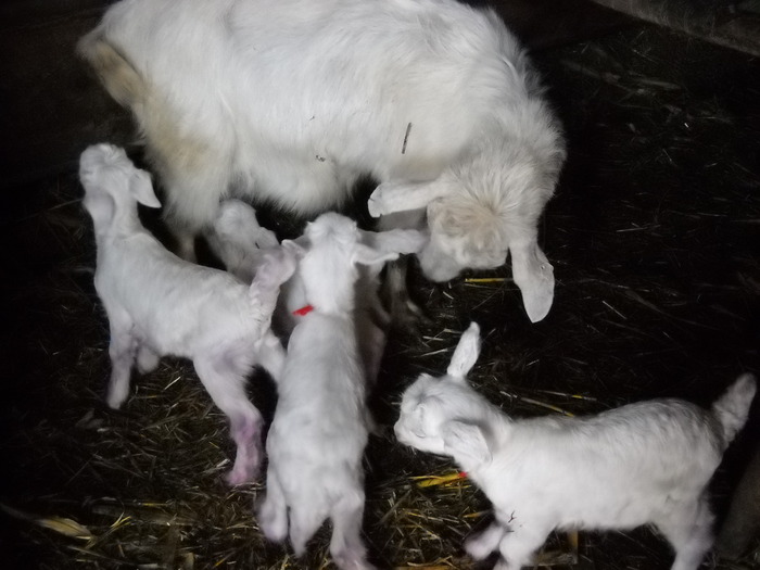 Molfaicii la masa,molfaind!... - Valy-Diverse