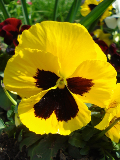 Swiss Giant Yellow Pansy (2010, Apr.10) - Swiss Giant Yellow Pansy