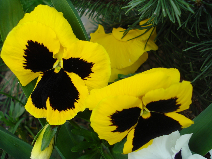 Swiss Giant Yellow Pansy (2010, Apr.18) - Swiss Giant Yellow Pansy