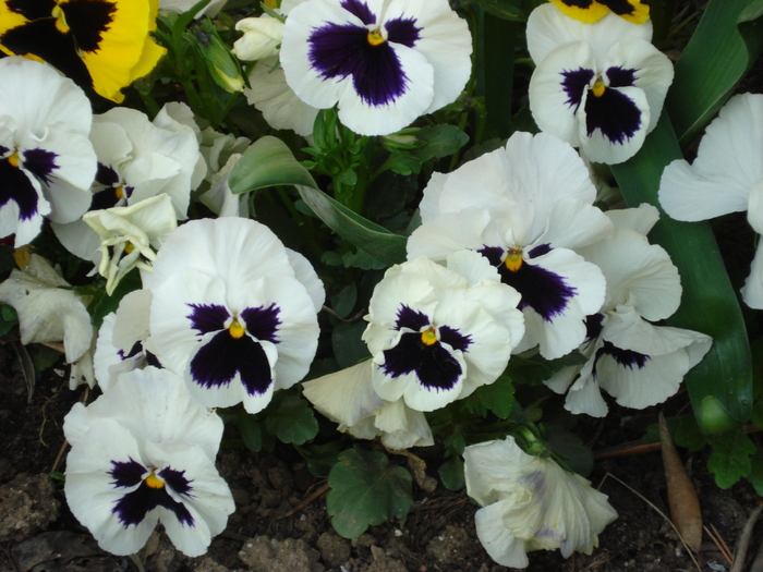 Swiss Giant White pansy, 18apr2010 - Swiss Giant White pansy