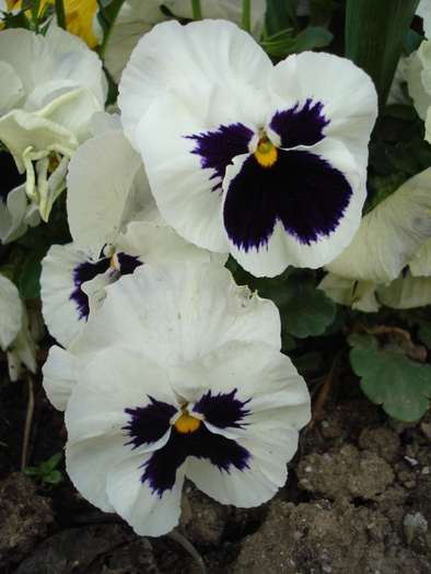 Swiss Giant White pansy, 18apr2010 - Swiss Giant White pansy