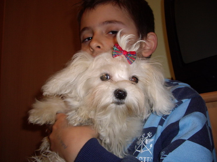 Anya - Bichon Maltese
