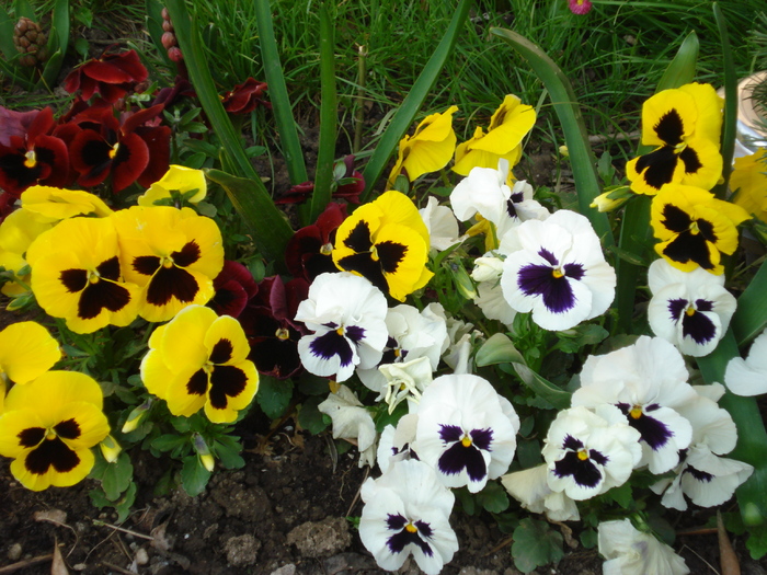 Swiss Giant pansy, 18apr2010 - Swiss Giant White pansy