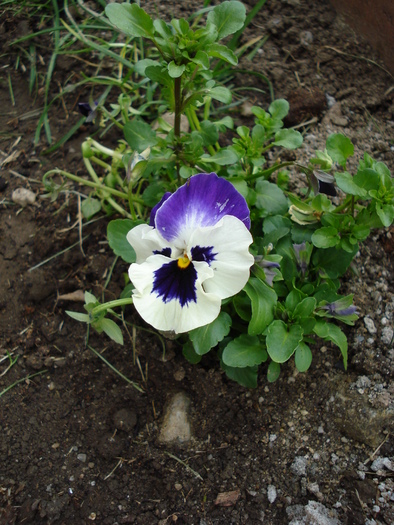 Pansy (2009, March 29) - PANSY_Viola x wittrockiana