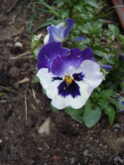 Pansy (2009, April 02)