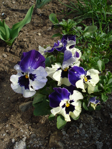 Pansy (2009, April 06) - PANSY_Viola x wittrockiana