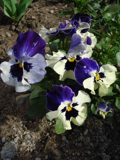 Pansy (2009, April 06) - PANSY_Viola x wittrockiana