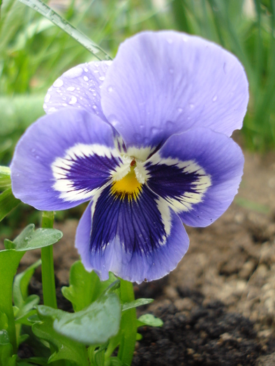 Pansy (2010, April 15) - PANSY_Viola x wittrockiana