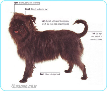 Affenpinscher - 5 RASE CANINE