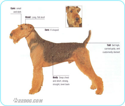 Airedale-Terrier - 5 RASE CANINE