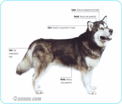 Alaskan-Malamute - 5 RASE CANINE