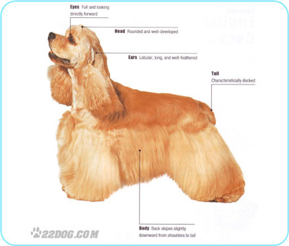 American-Cocker-Spaniel - 5 RASE CANINE