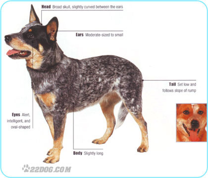 Australian-Cattle-Dog