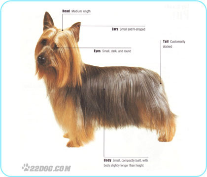 Australian-Silky-Terrier - 5 RASE CANINE