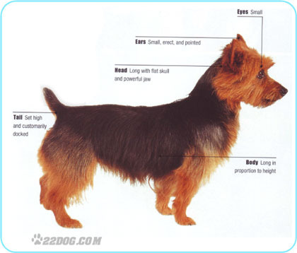 Australian-Terrier - 5 RASE CANINE