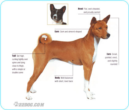 Basenji - 5 RASE CANINE