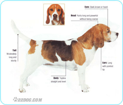 Beagle - 5 RASE CANINE