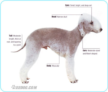 Bedlington-Terrier - 5 RASE CANINE