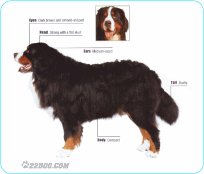 Bernese-Mountain-Dog - 5 RASE CANINE