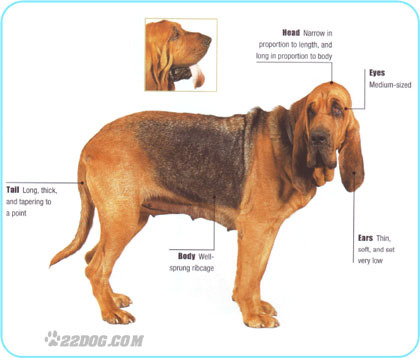 Bloodhound - 5 RASE CANINE