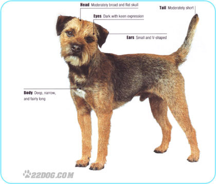 Border-Terrier - 5 RASE CANINE