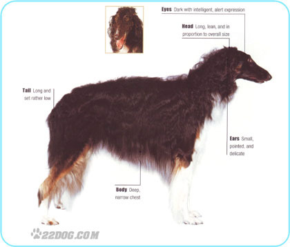 Borzoi - 5 RASE CANINE