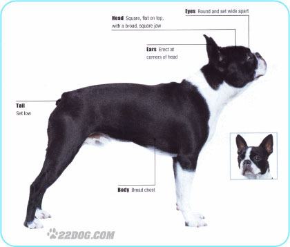 Boston-Terrier - 5 RASE CANINE