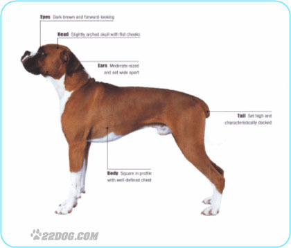Boxer - 5 RASE CANINE