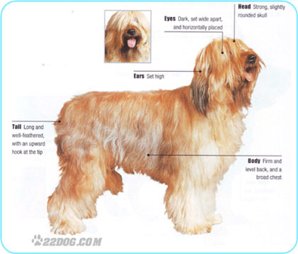 Briard - 5 RASE CANINE