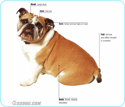 Bulldog-Englez - 5 RASE CANINE