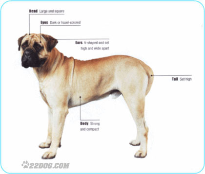 Bullmastiff - 5 RASE CANINE