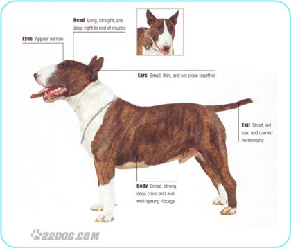 Bull-Terrier - 5 RASE CANINE