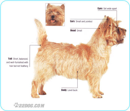 Cairn-Terrier - 5 RASE CANINE