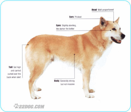 Canaan-Dog - 5 RASE CANINE