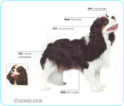 Cavalier-King-Charles-Spaniel - 5 RASE CANINE