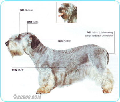 Czesky-Terrier
