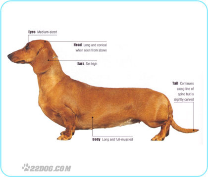 Dachshund