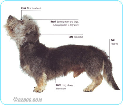 Dandie-Dinmont-Terrier
