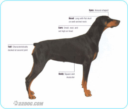 Doberman