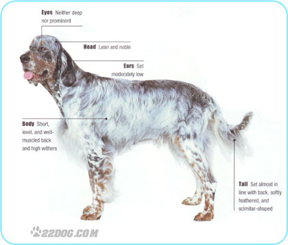 English-Setter