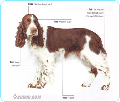 English-Springer-Spaniel