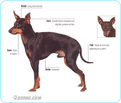 English-Toy-Terrier