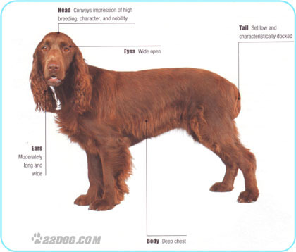 Field-Spaniel