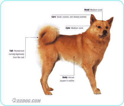 Finnish-Spitz