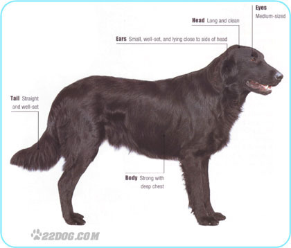 Flat-coated-Retriever