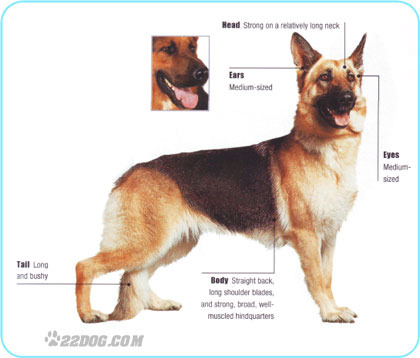 German-Shepherd-Dog