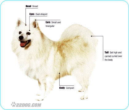 German-Spitz